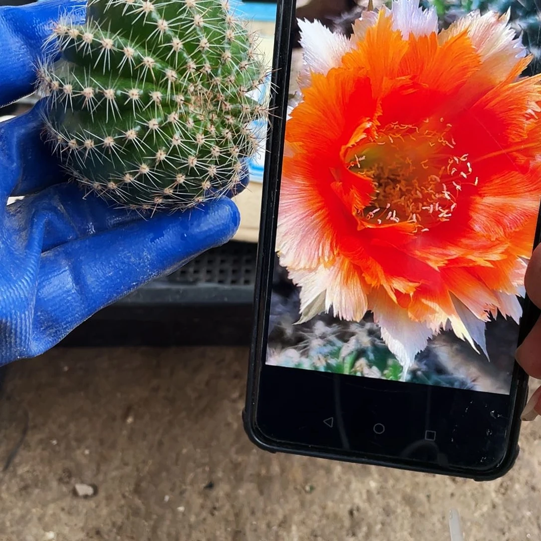 魔羽侧芽歪5公分以上满18包邮