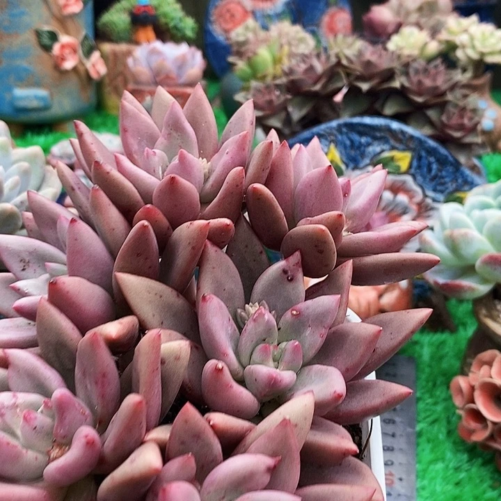 华*爷桃花源整有砍多肉