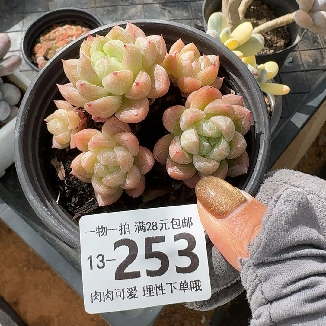爱莎无盆土发货无