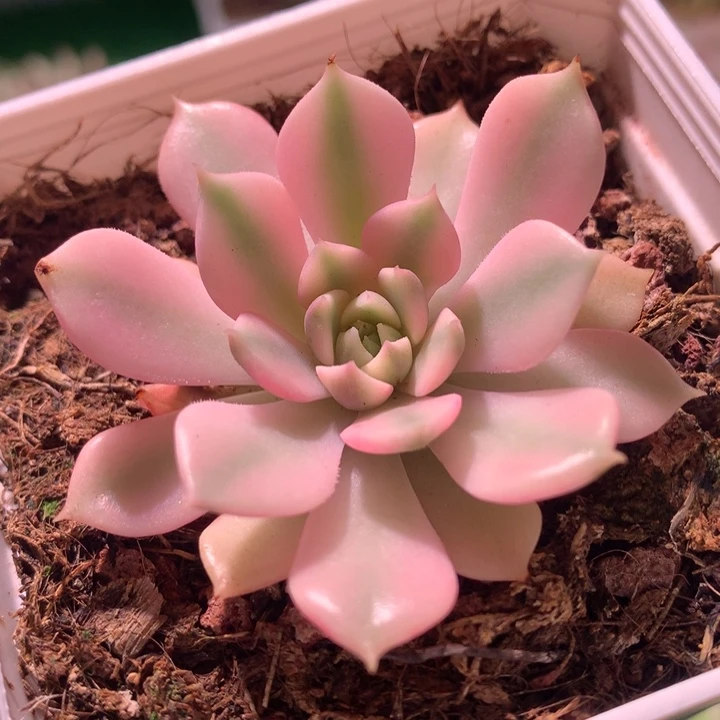 棕玫瑰，锦哥多肉