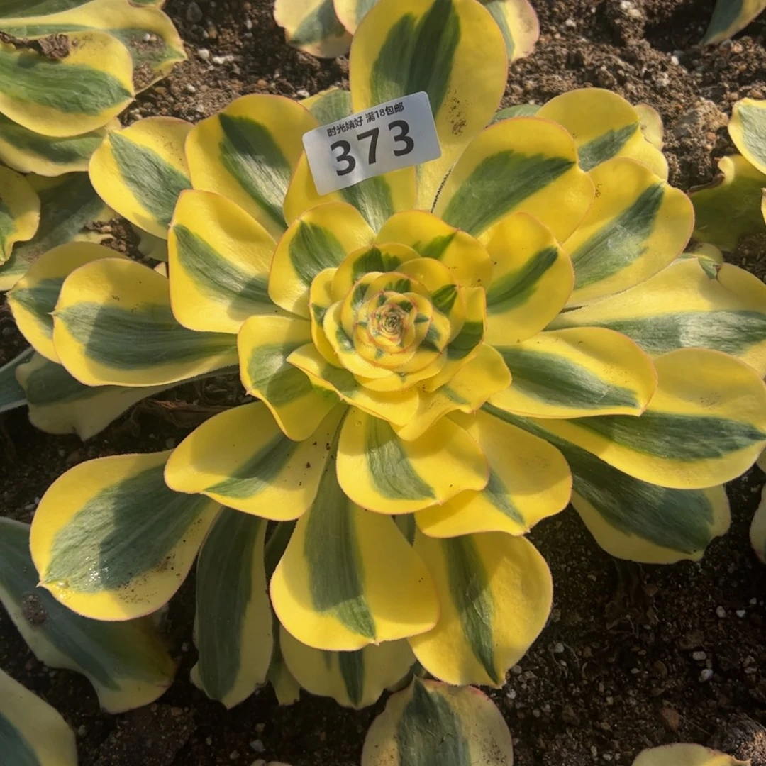 373君美丽锦。多肉植物