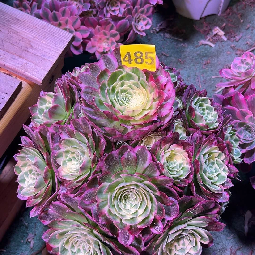 485海王法师多肉植物