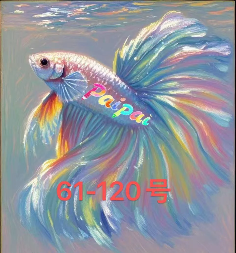 61-120号拍拍水族泰国斗鱼将军半月马尾小型观赏鱼免打氧