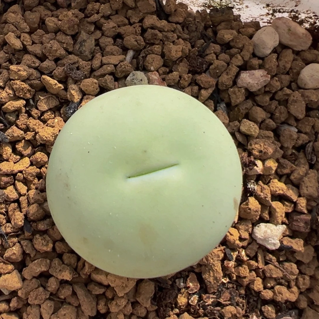 缘***逢63多肉植物百科名片