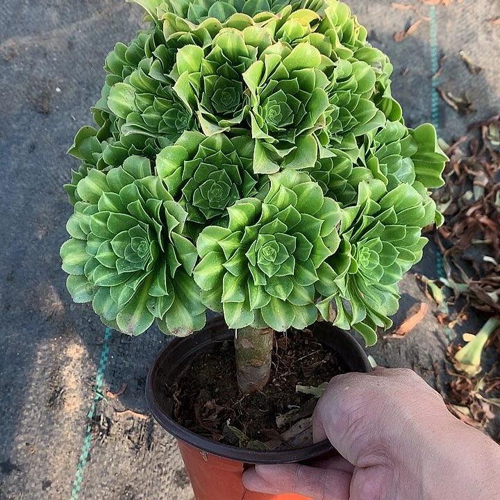 311翡翠琉璃多肉植物