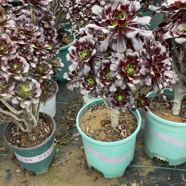 46墨法师多肉多肉植物多肉