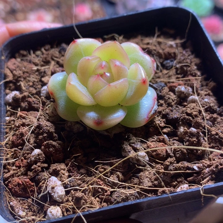 新品籽播珍妮一物一拍