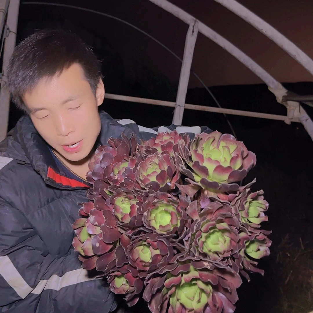 盆栽万圣节多肉多肉