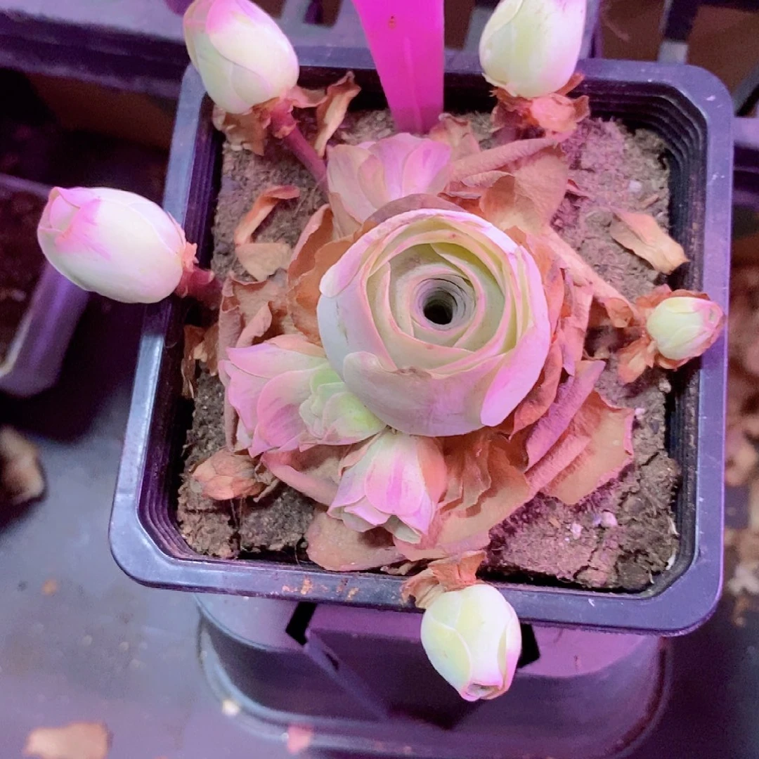 *****山地玫瑰一物一拍292姝帕优选
