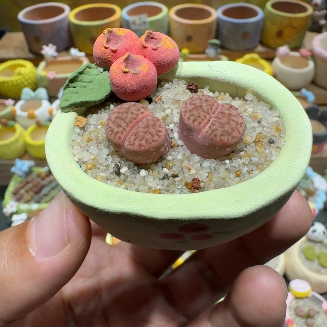 蘑菇1374紫折榴多肉植物