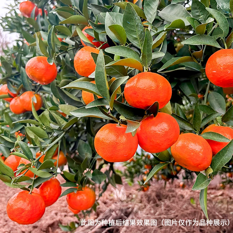 秋颖沙糖桔子树苗砂糖橘子盆栽果树果苗金桔水果南方北方种植柑橘