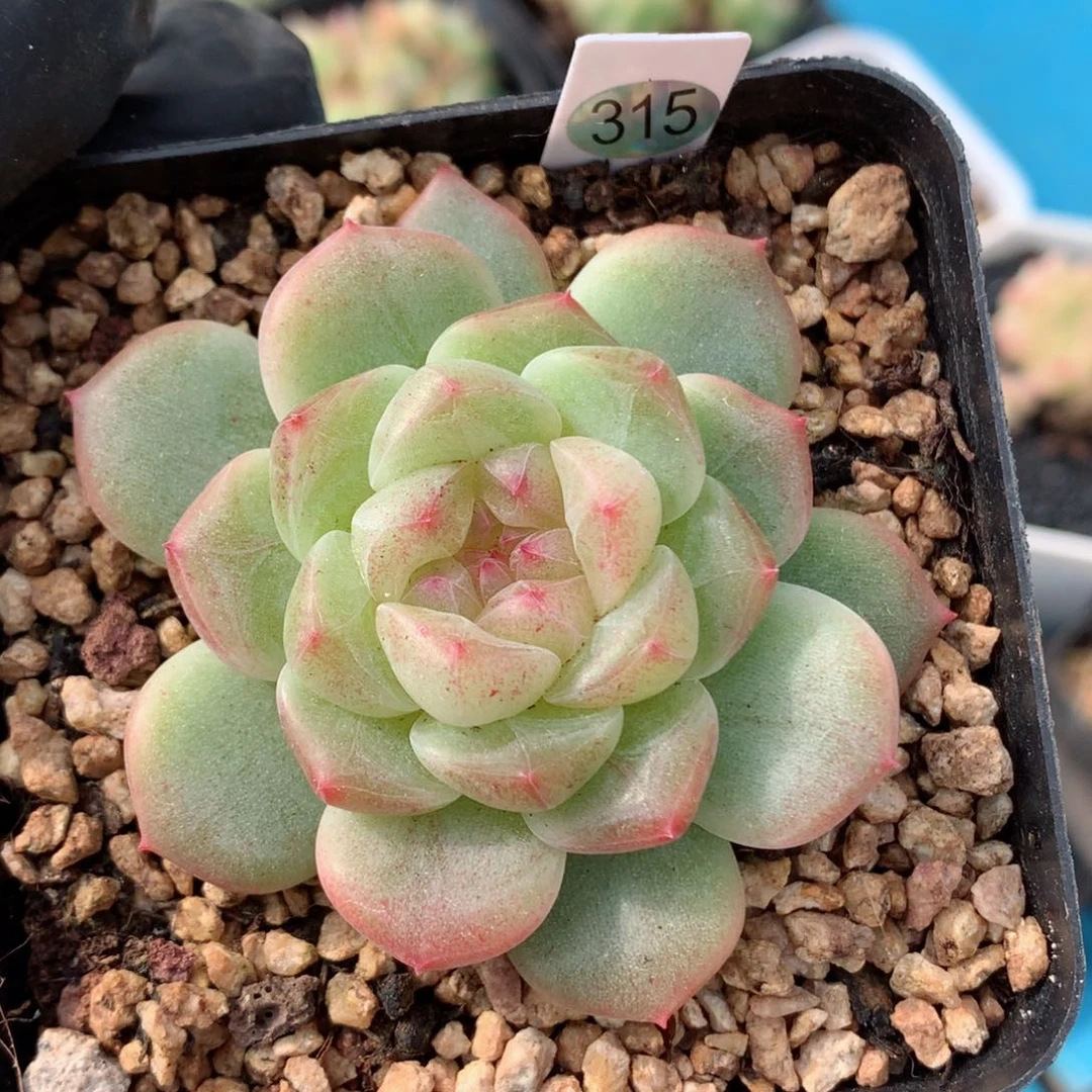 58包邮  群生不包整315
