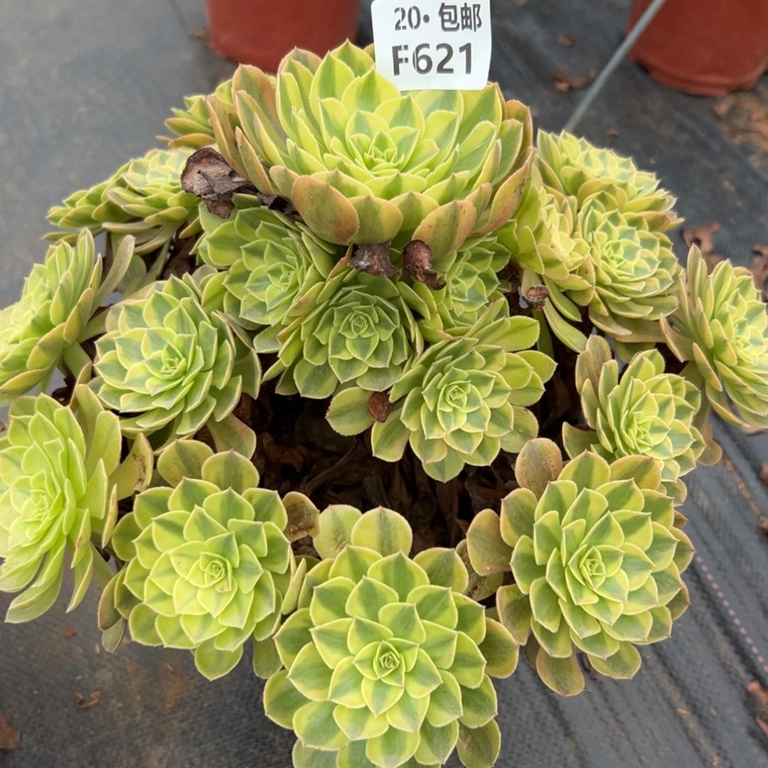 *****621雨荷，多肉法师