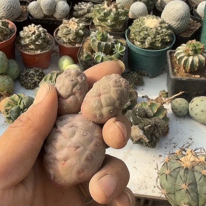 习志野无刺仙人球开花