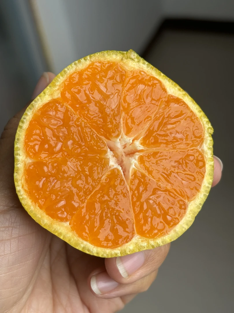 湖北丹江口武当蜜桔净重5斤果园2025亲吻农药直发手工顺丰包邮