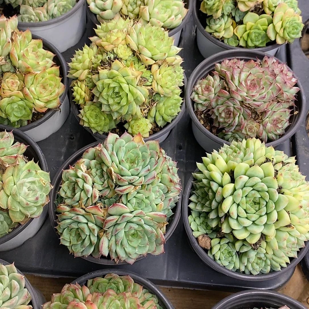 团。圆盆麦杆。福利多多