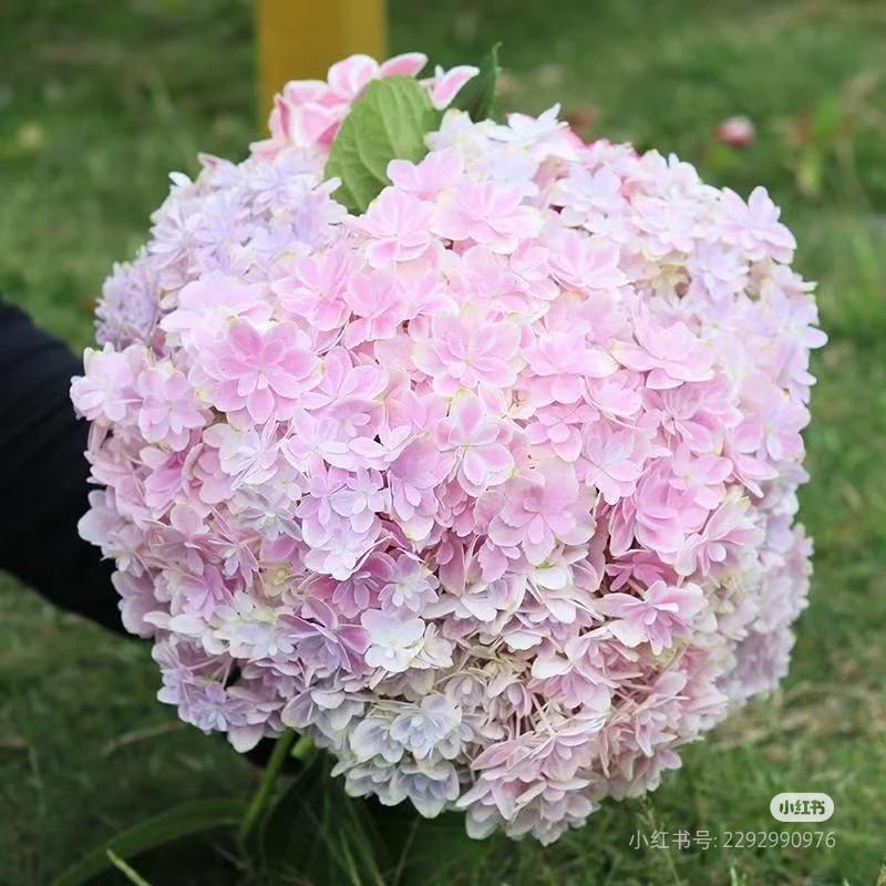 绣球花《万华镜》生花苞发货多年生易养护
