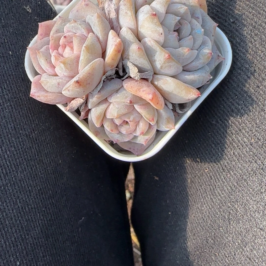 多肉小卡拉米糖心一物一拍