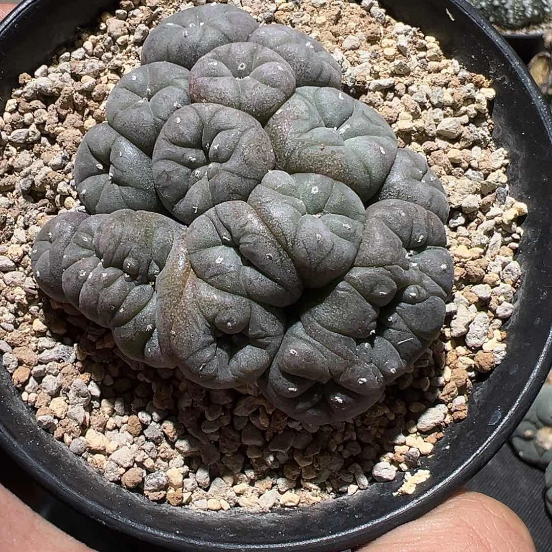 S****R群生紫皮乌缀 仙人球