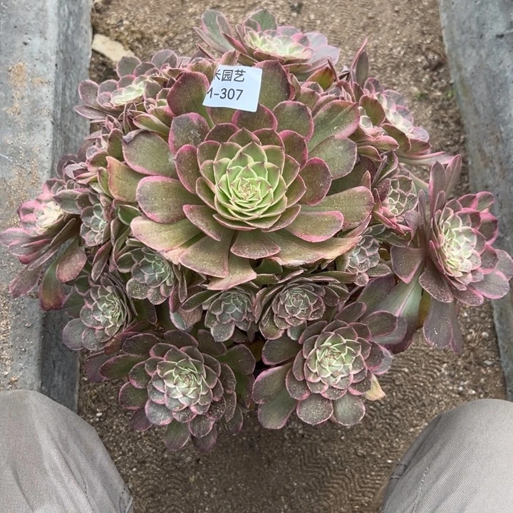 粉花妖多肉植物大手捧307