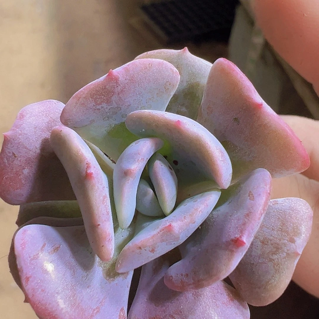 雪精灵苗3个19包邮