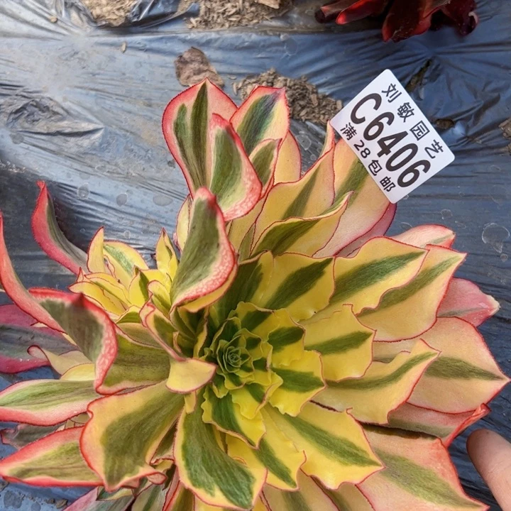 魅影多肉植物法师6404