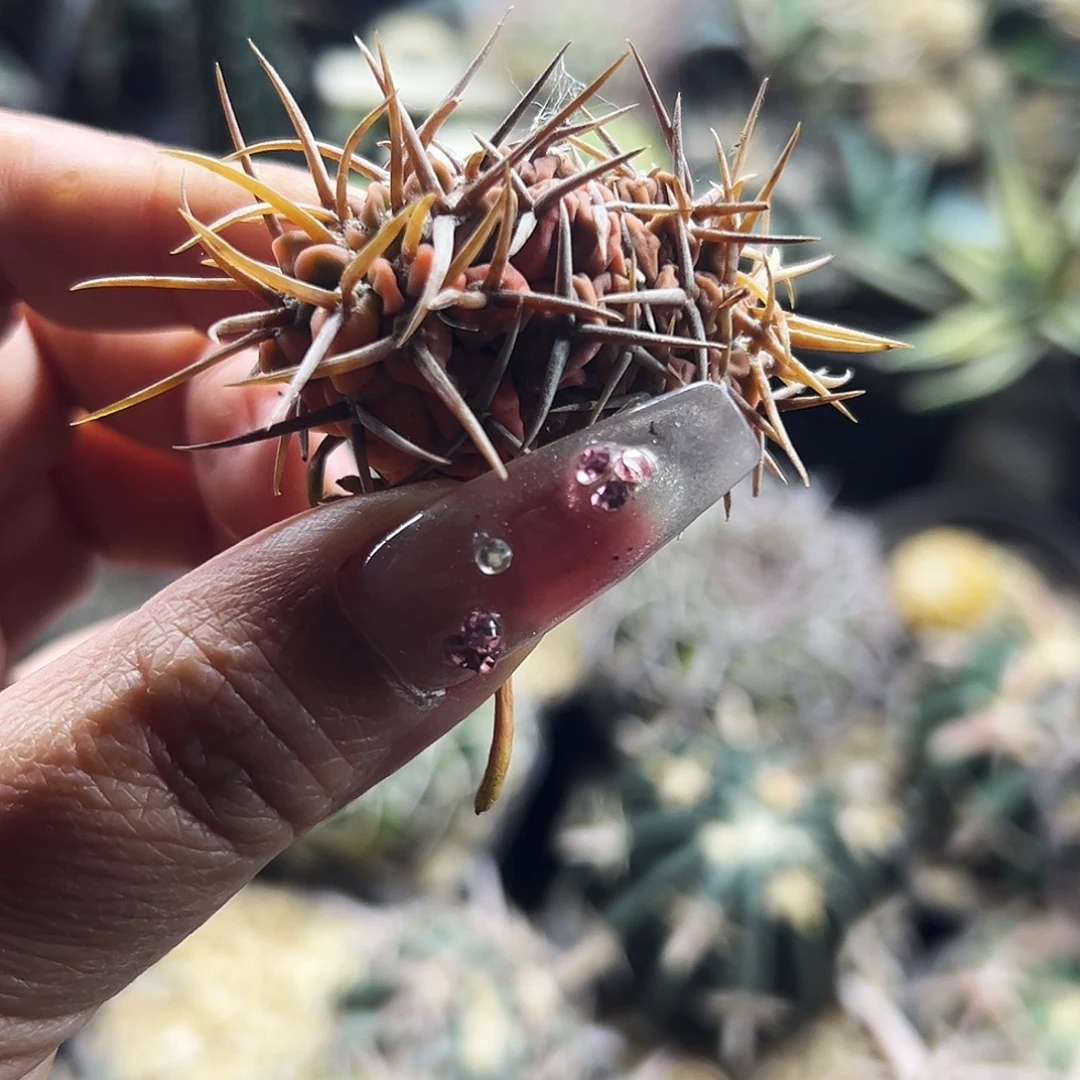 守殿玉锦双头有根仙人球666666