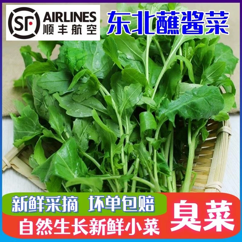 东北蘸酱小菜新鲜臭菜新鲜蔬菜大叶臭菜蘸酱生吃小菜顺丰空运包邮