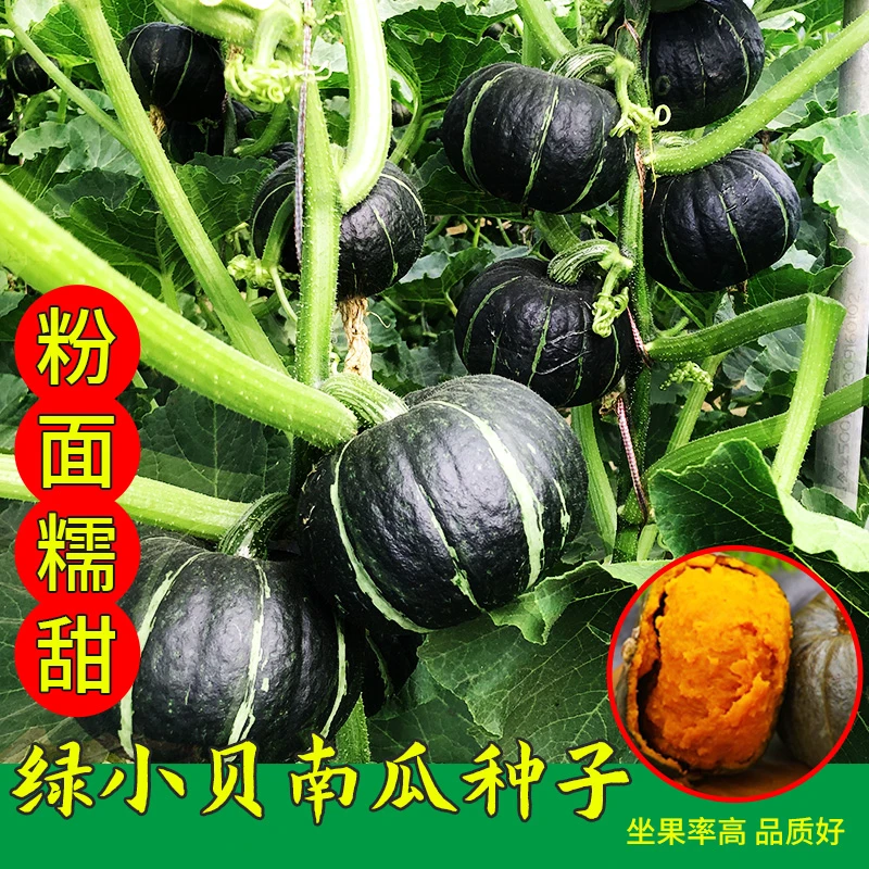 【满5包包邮】贝贝南瓜种孑四季小南瓜种籽子春季高产南瓜蔬菜种