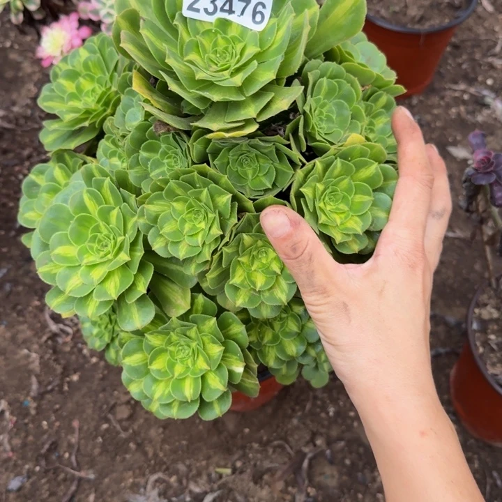 23476琉璃多肉植物