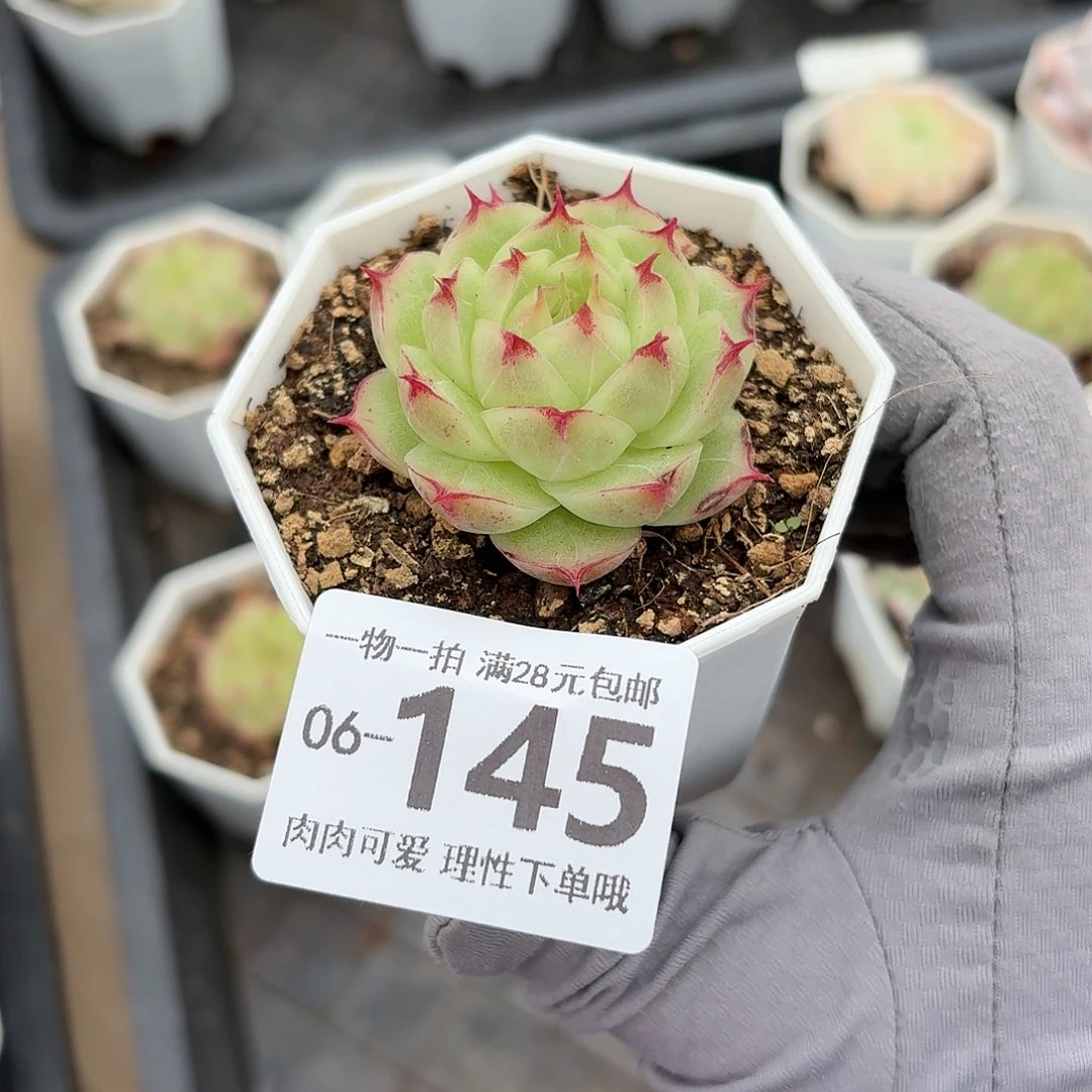 莲华无盆土发货无盆土无盆土