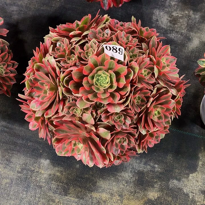 法师女妖0890000000