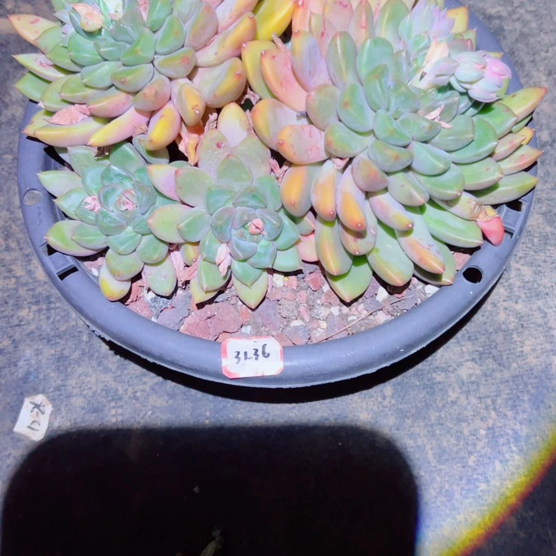 维*呀精品多肉植物老桩