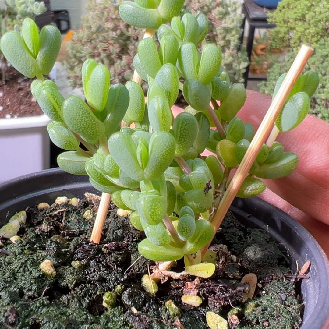 元宝90杯老桩福利