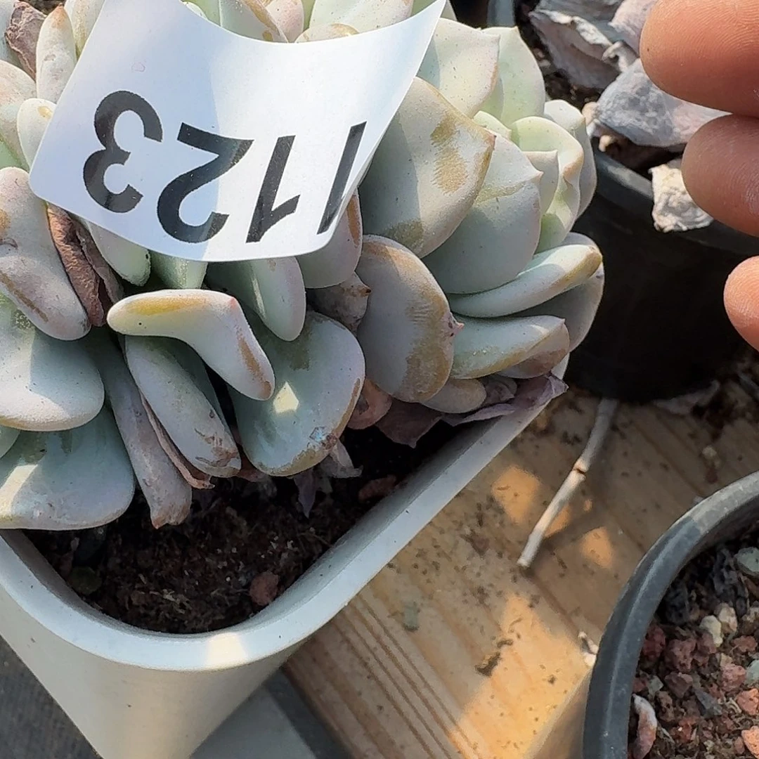 暗*31661611616461616164