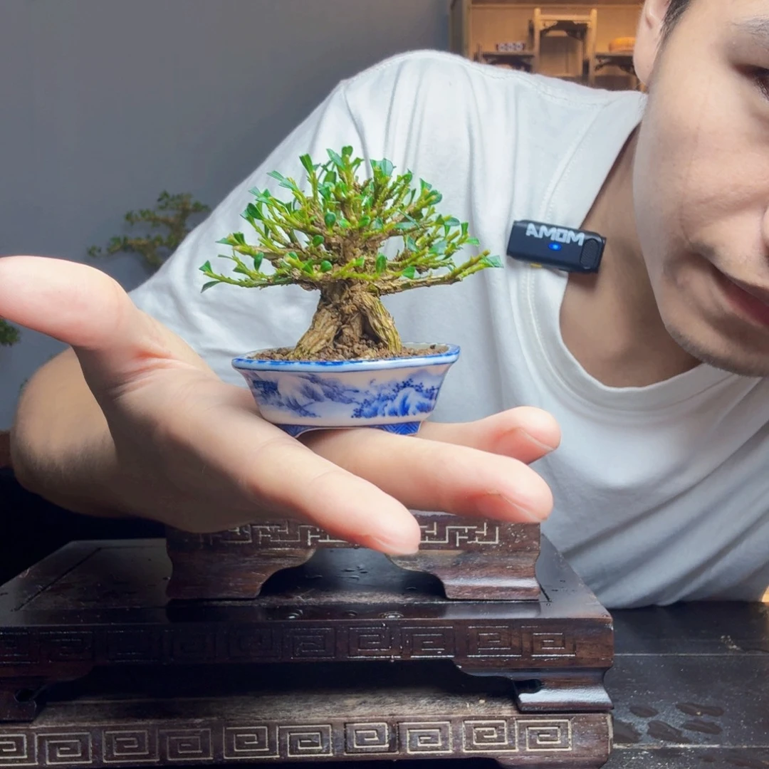 老***慌无花朵黄杨盆景一物一拍