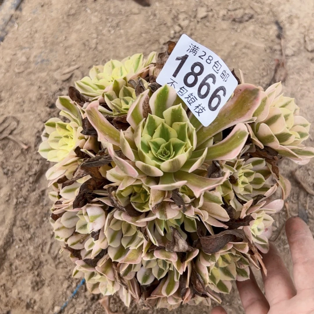 粉女巫多肉植物1866