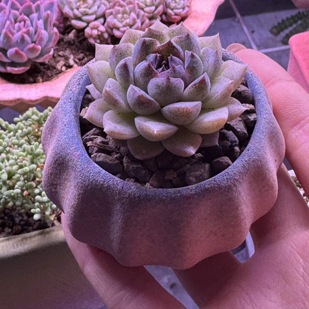 透气花盆 定制专拍