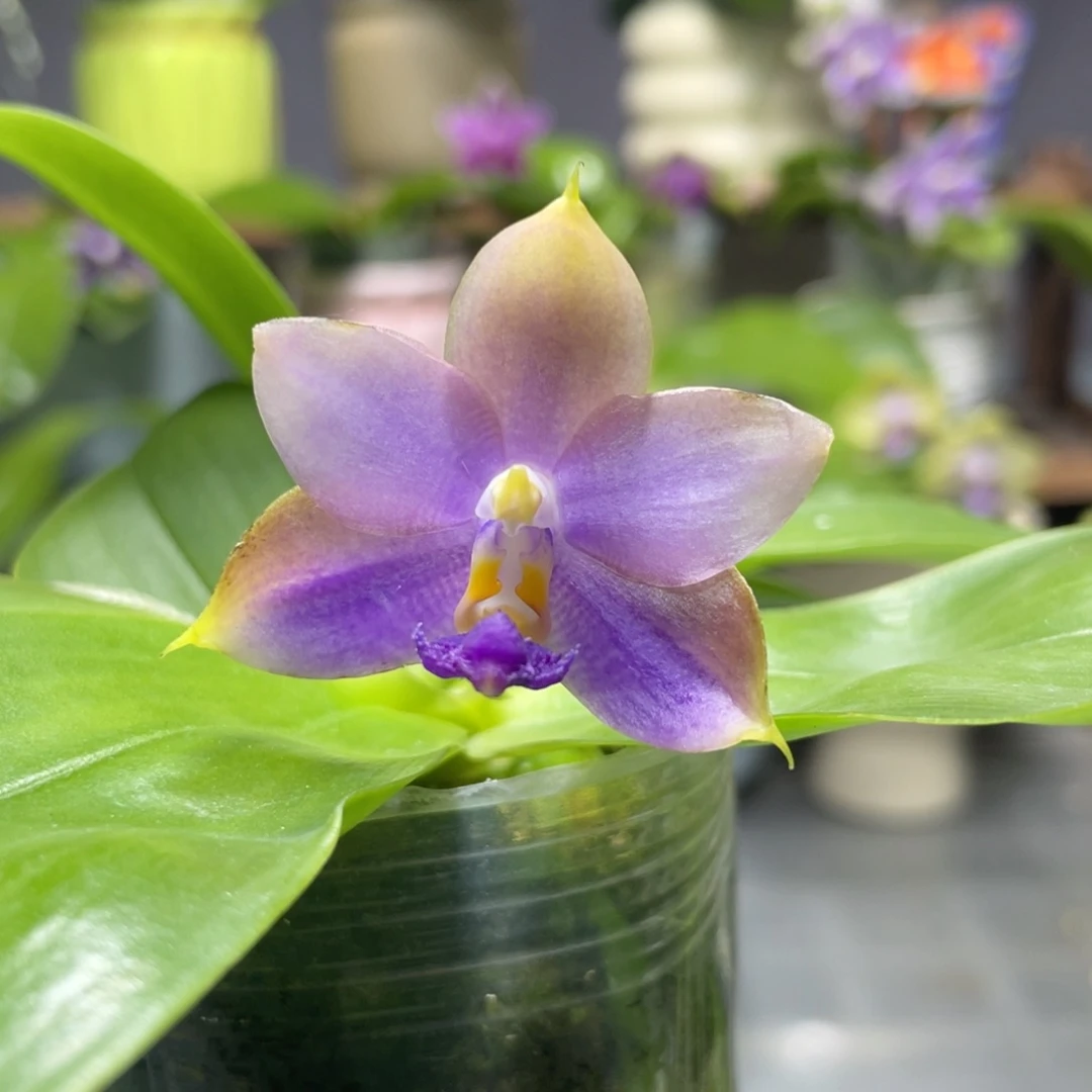 完全开放YW16，2.5杯开花株