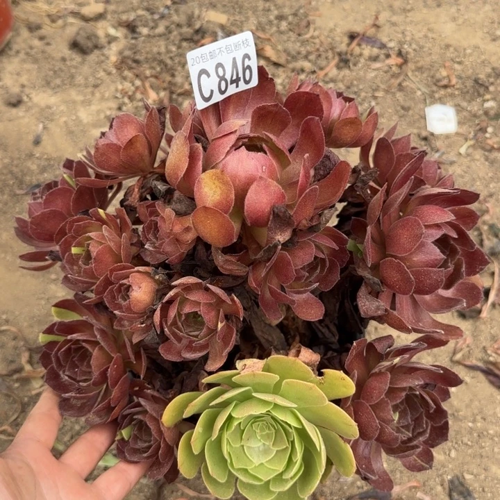 黑美人……多肉植物……