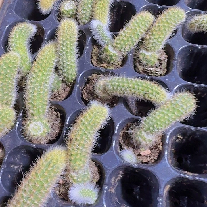 精品九尾狐两颗一组