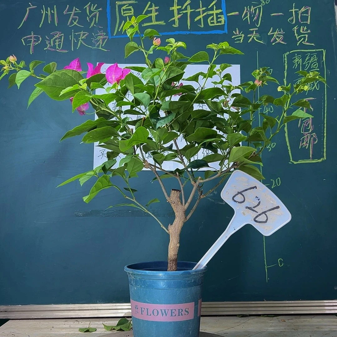 当前无花栽培后可以开花 绿叶宫粉  626