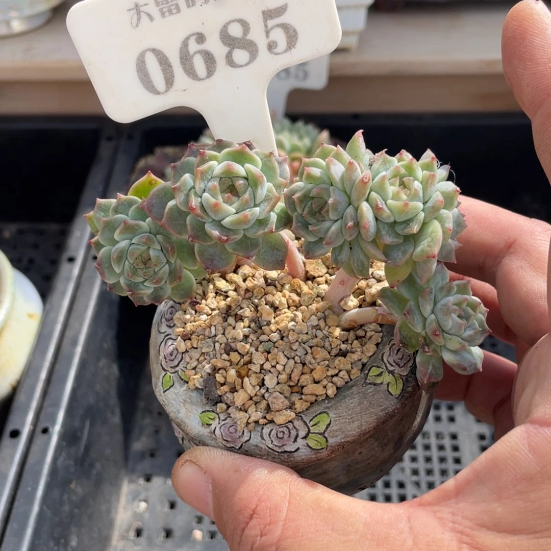 0685冰魄不带盆9厘米