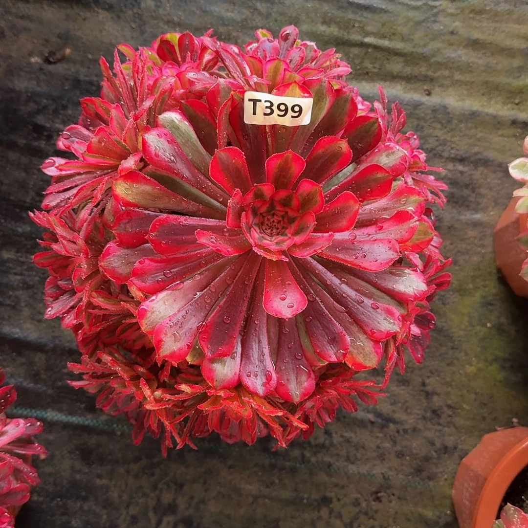 全部花朵399红铜白444冠服25左右