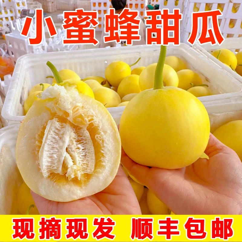 【顺丰】山东头茬现摘星甜20甜瓜小蜜蜂甜瓜蜜罐甜瓜新鲜水果香瓜