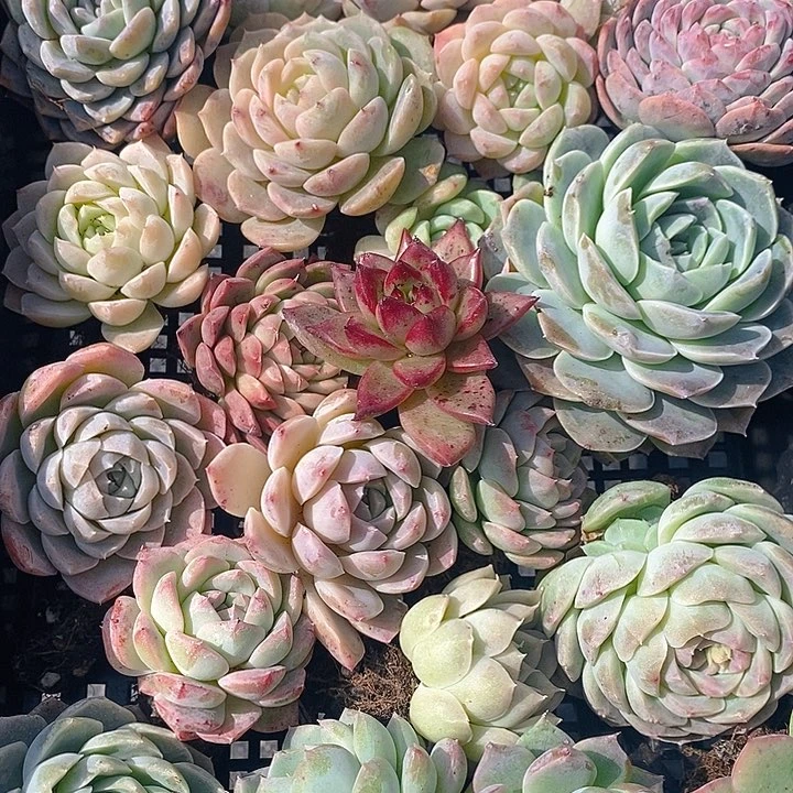 54 多肉植物盆栽花卉植物