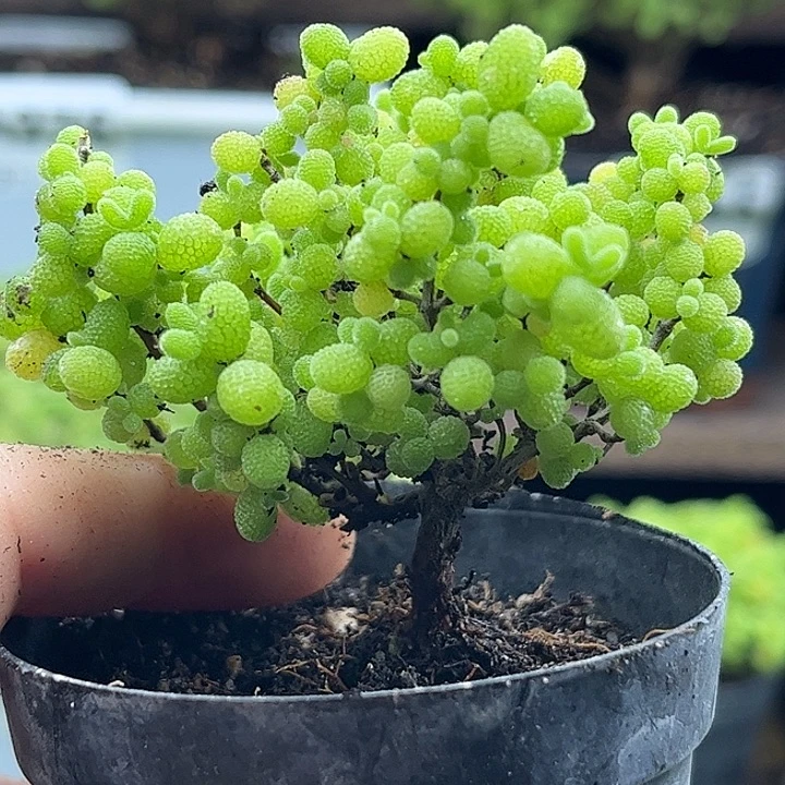23蜜桔糖球优选枝干番杏