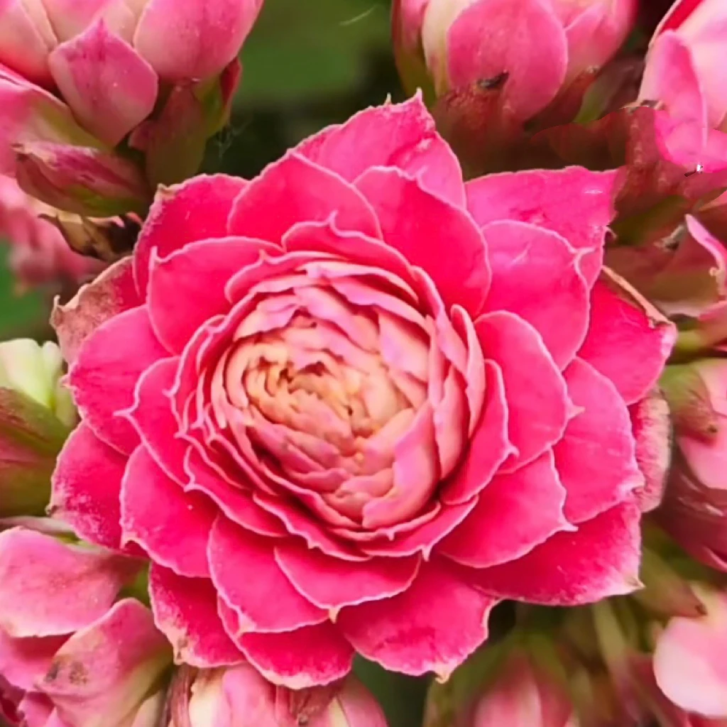 步步生花110盆重瓣大花长寿花大