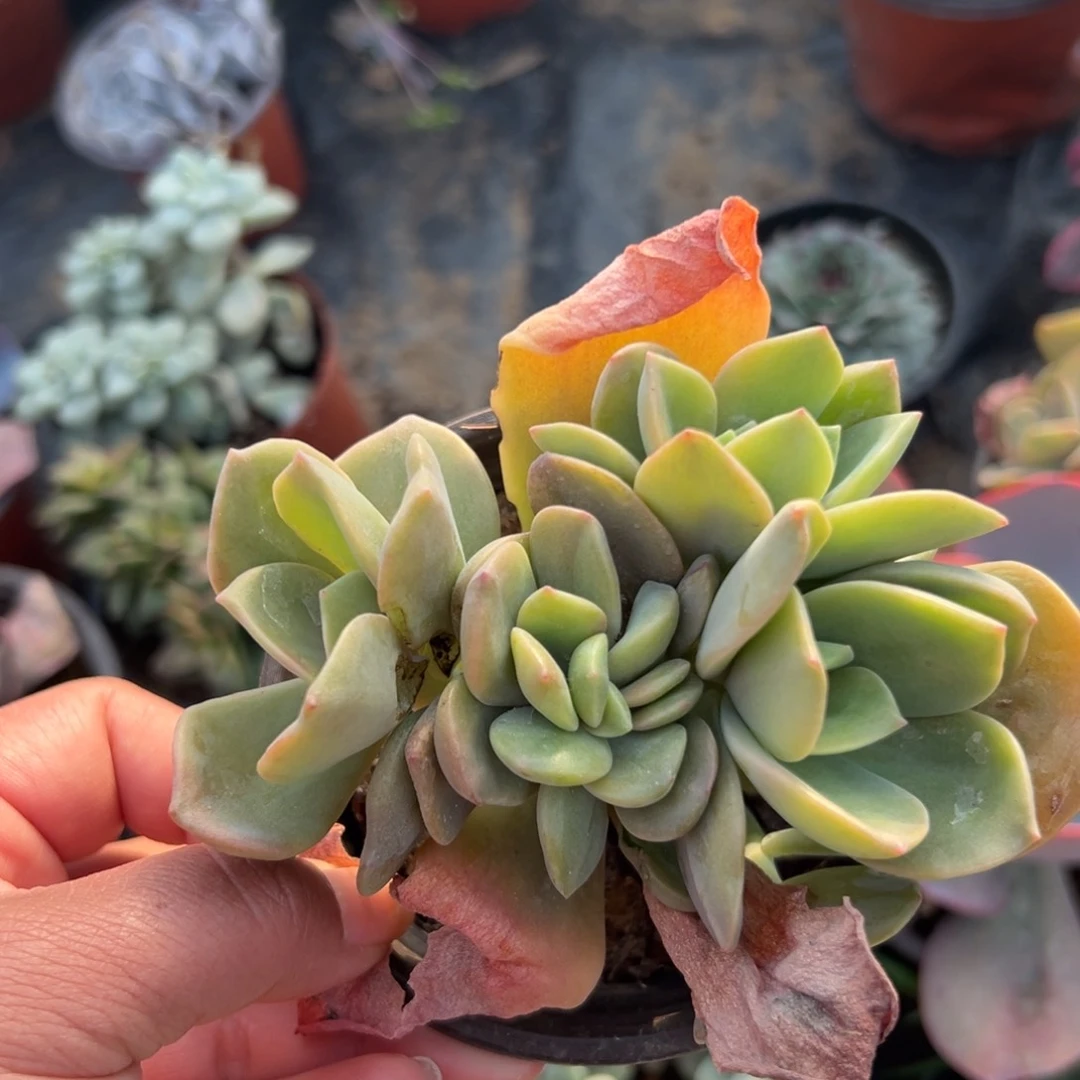 多肉植物赫式多肉