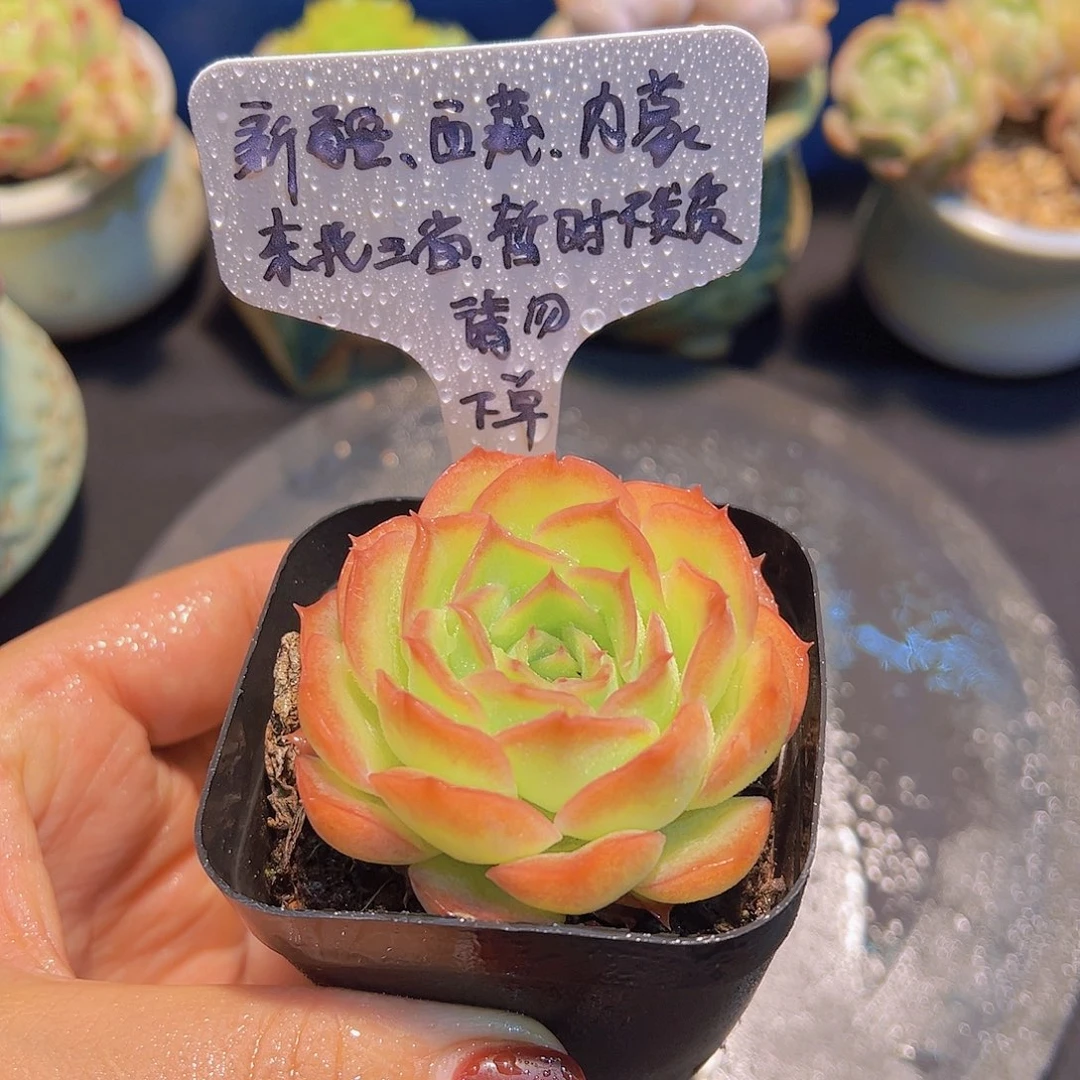 晨露杂，多肉植物，
